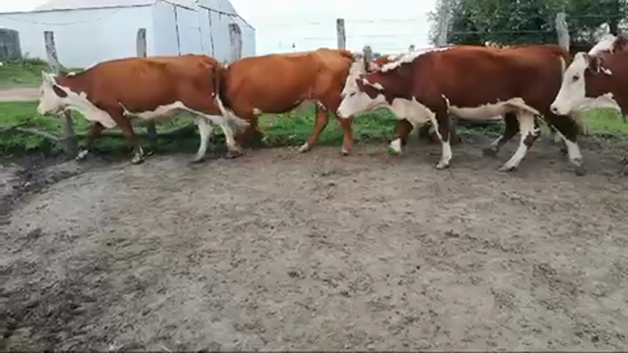 Lote 69 Vacas de invernar en Federal, Entre Ríos