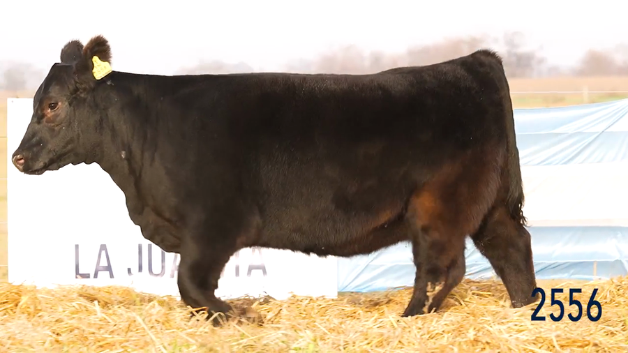 Lote Ternera