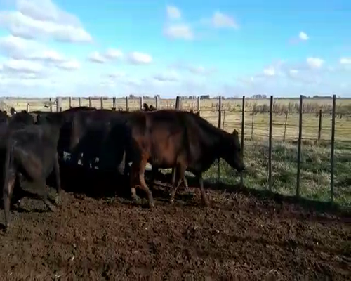 Lote 15 Vacas nuevas Preñadas en Cañuelas, Buenos Aires