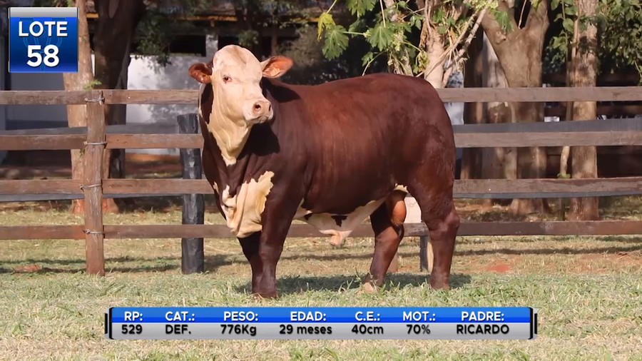 Lote TOROS BRAFORD  -LOTE 58