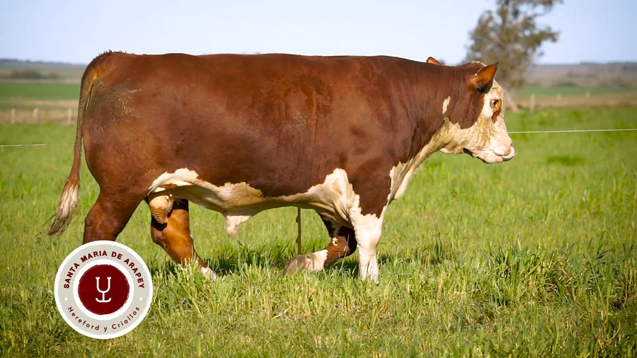 Lote TOROS SANTA MARIA DE ARAPEY