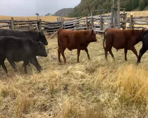 Lote 27 Ternero en Coyhaique, XI Región Aysén