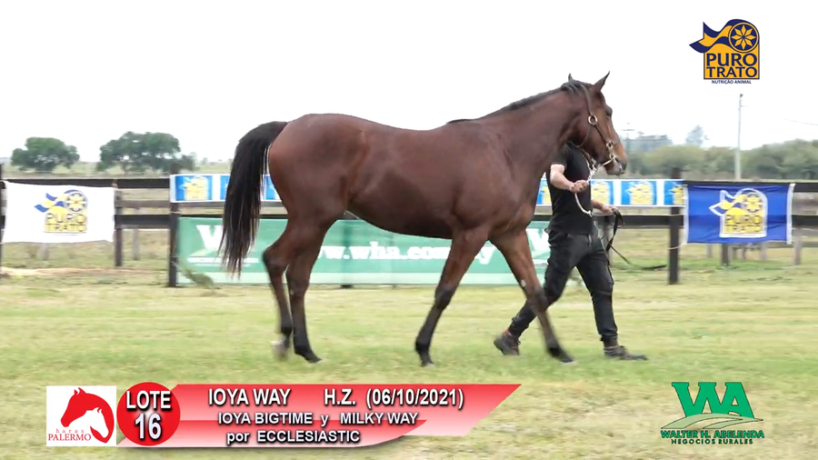 Lote IOYA WAY