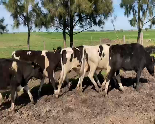 Lote 50 Novillos HOLANDO a remate en Pantalla Aniversario 230kg - , San José