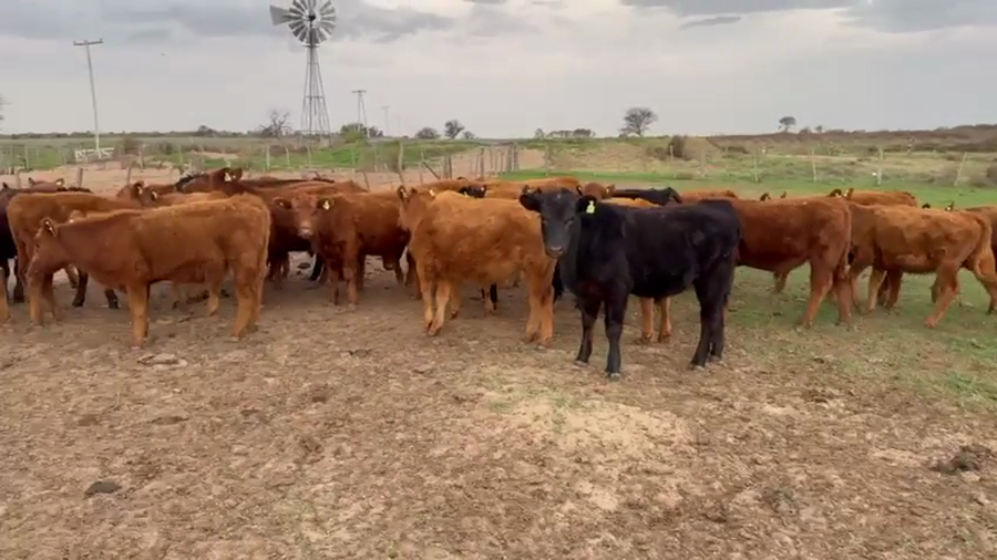 Lote 30 Terneros y Terneras