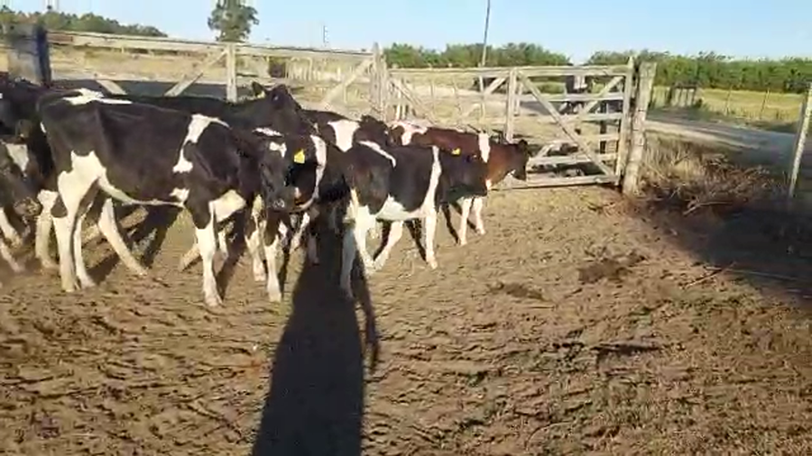 Lote 16 Terneras Holando a remate en Pantalla Camy - Liquidación de Estancia en Ruta 1 Km 75