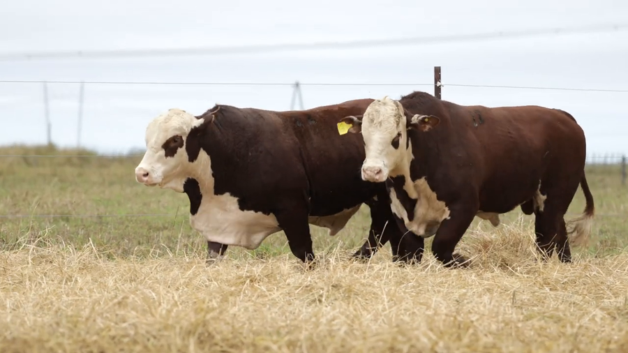 Lote Toros
