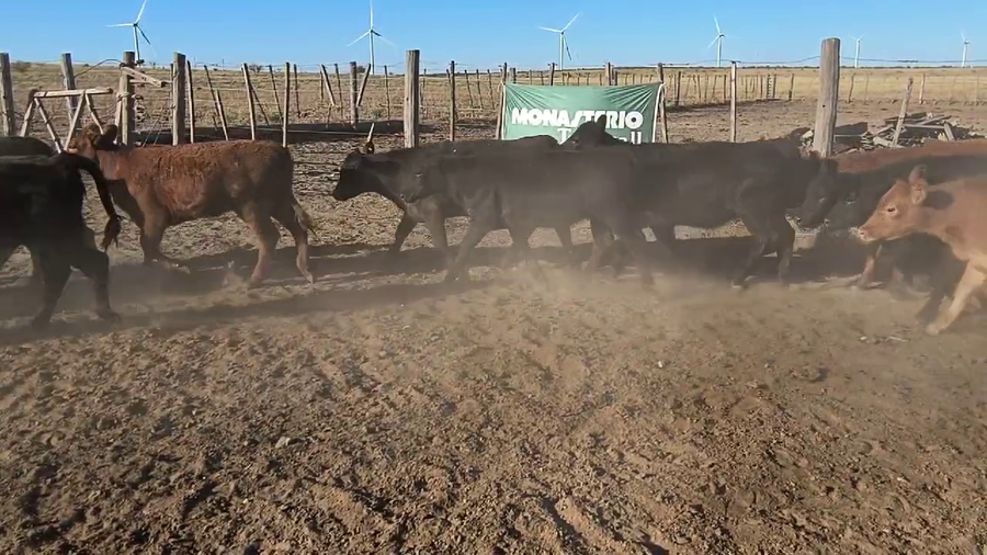 Lote 75 Terneros/as en Bahia Blanca