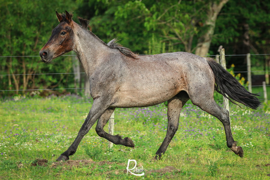 Lote SA De La Iguana