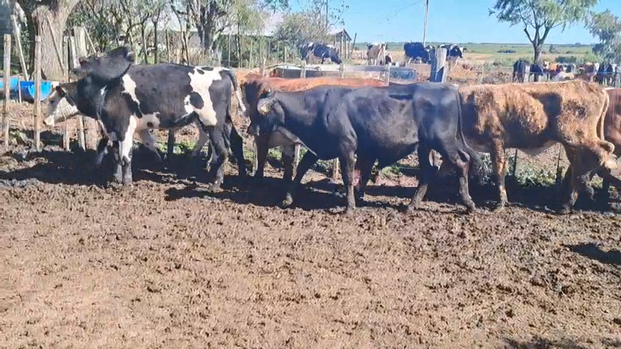 Lote NOVILLOS 1 a 2 AÑOS