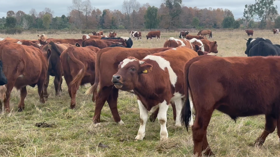 Lote 64 Novillo Engorda en Puyehue, X Región Los Lagos