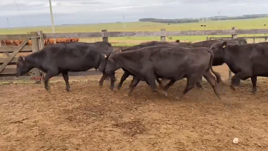 Lote Vacas de Invernada