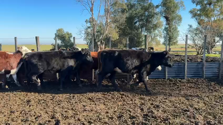 Lote TERNERAS