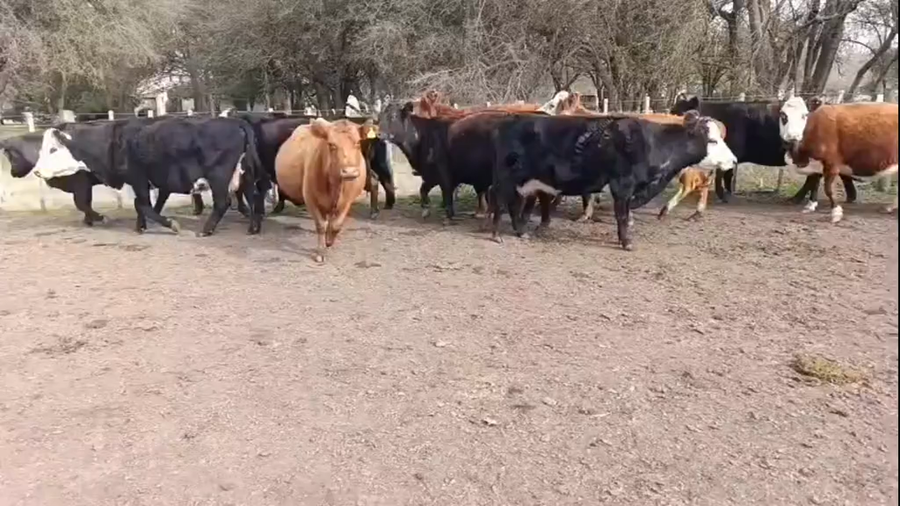 Lote 22 Vacas CUT preñadas
