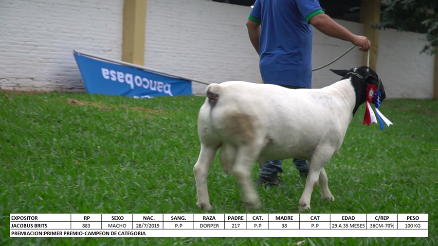 Lote Dorper Expo Internacional 2022 - Lote 27