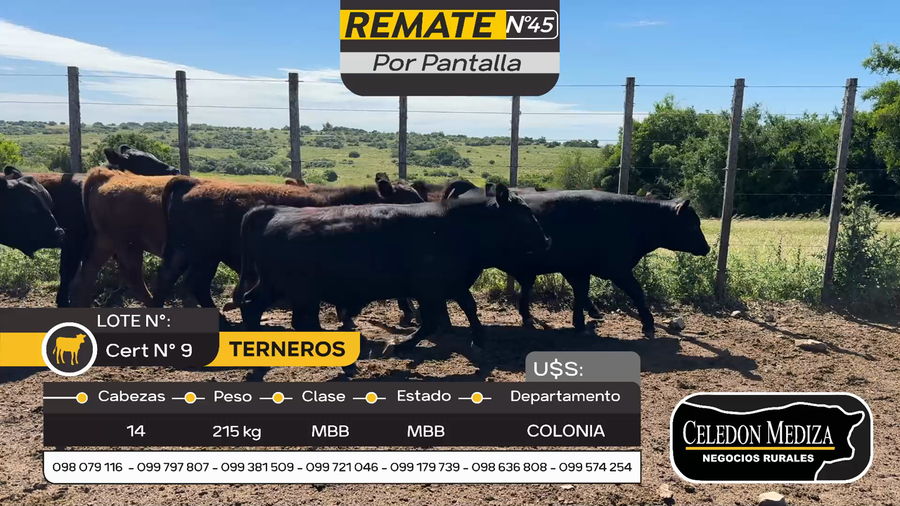 Lote 14 Terneros en Cufré, Colonia