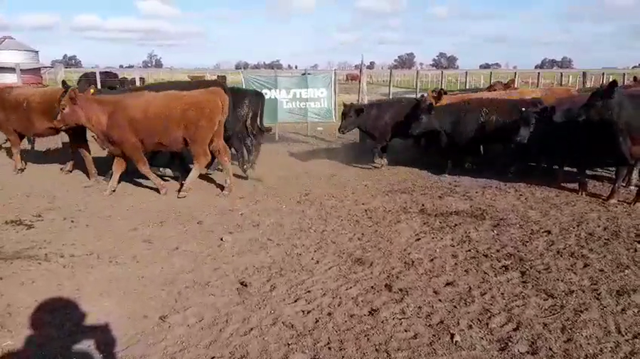 Lote 70 Terneros/as en Buenos Aires, Benito Juárez