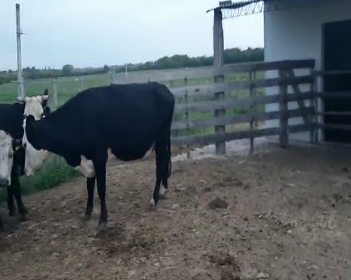 Lote 4 Vacas de Invernada CRUZAS ANGUS a remate en Pantalla Camy 400kg - , San José