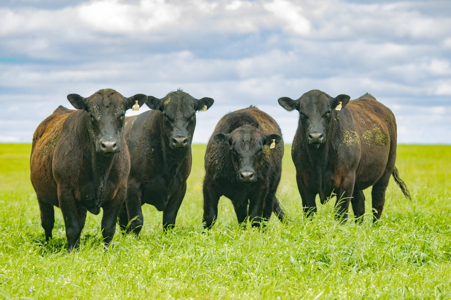 Lote Toros PI 2 AÑOS