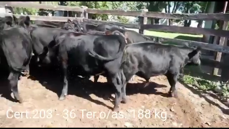 Lote TERNEROS Y TERNERAS