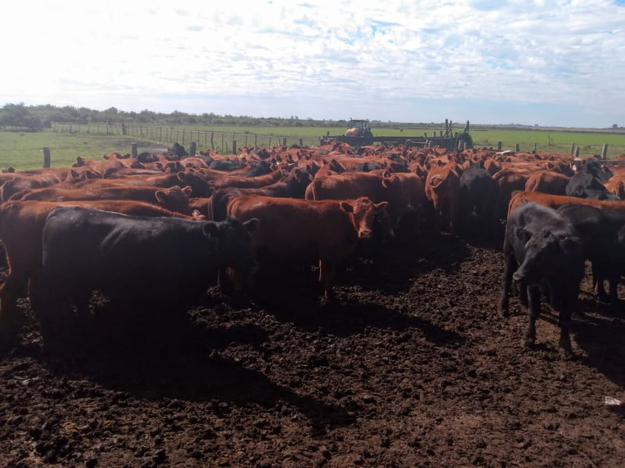 Lote SAENZ VALIENTE, BULLRICH Y Cia. S.A.