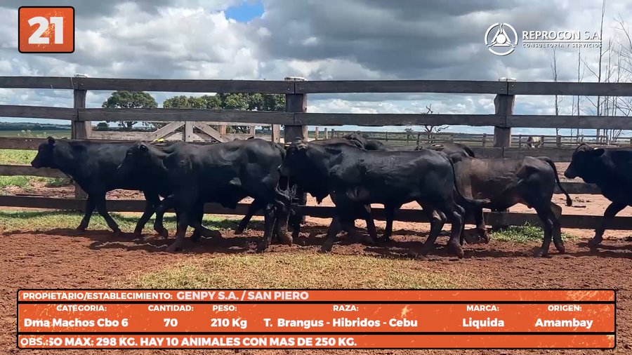 Lote LOTE 21