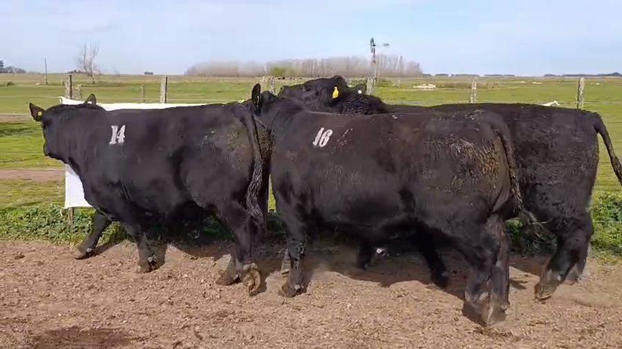 Lote Toros