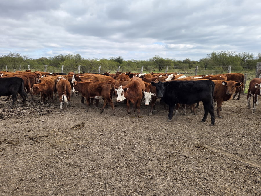 Lote 110 Terneras en Corrientes, Curuzu Cuatia