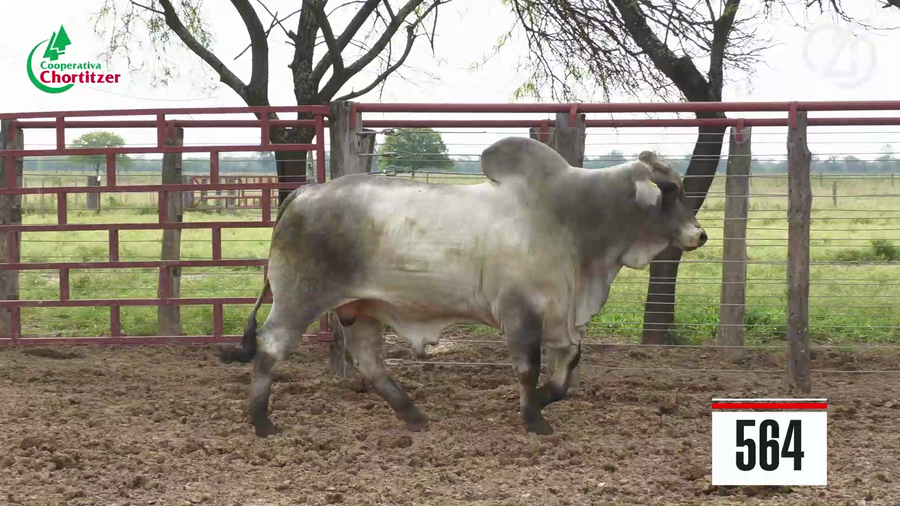 Lote Brahman