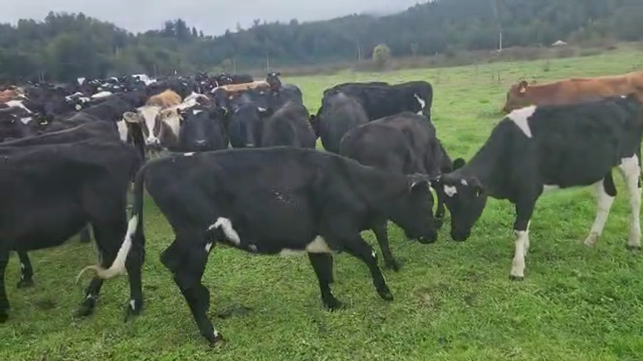 Lote 60 Ternera en Lanco, XIV Región Los Ríos