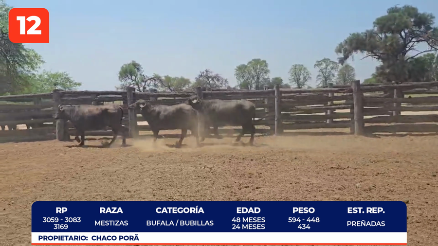 Lote LOTE 12