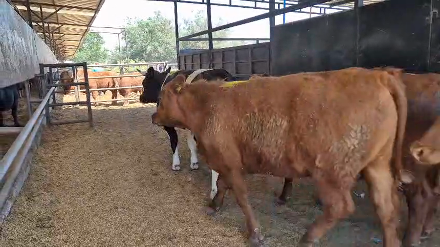 Lote 15 Novillo Gordo en Linares, VII  Región Maule