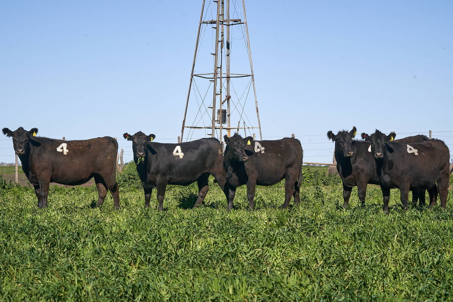 Lote "ME KEN" VAQUILLAS P.C Con Servicio