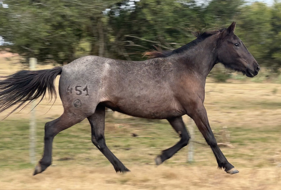 Lote CANDELA EL TACUARAL