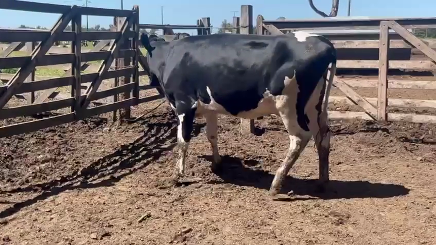 Lote Vaquillonas  a remate en Pantalla Camy 450kg - , San José