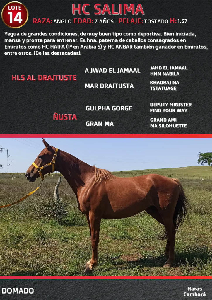 Lote HC SALIMA