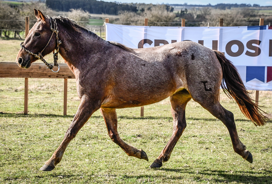 Lote CASUISTICA MOLLES