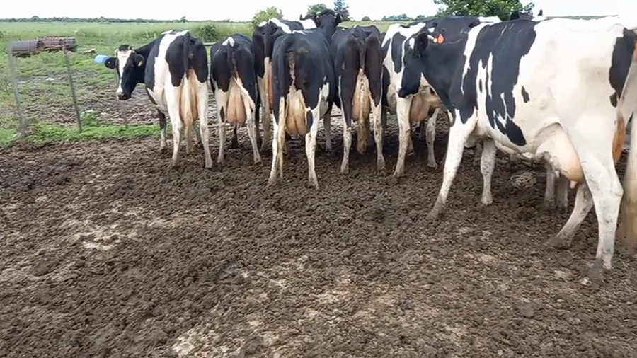 Lote Vacas En Produccion - Carina Redigonda