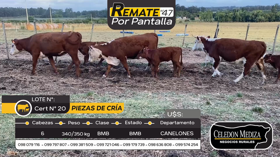 Lote 6 Piezas de cría en Otra Localidad, Canelones