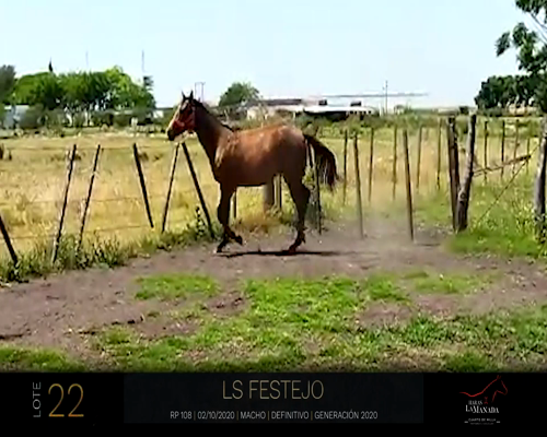 Lote LS FESTEJO