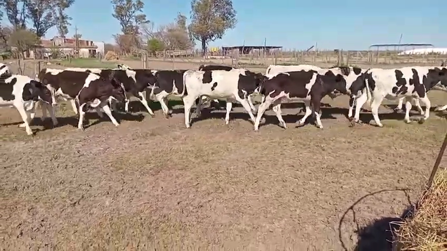 Lote 17 Terneros Holando Argentino en Col. Marina, Córdoba