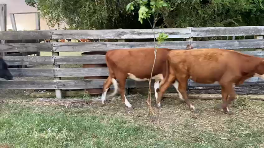 Lote 5 Terneras Angus Hereford y Cruza