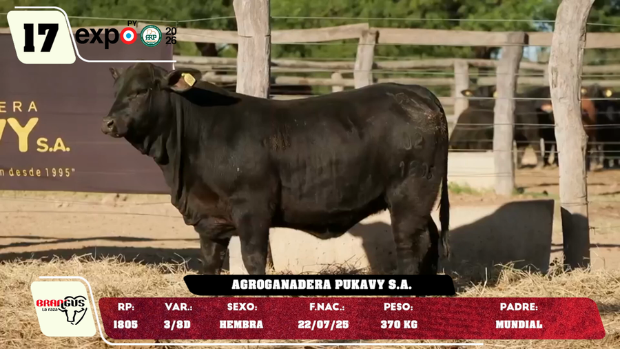 Lote LOTE 17