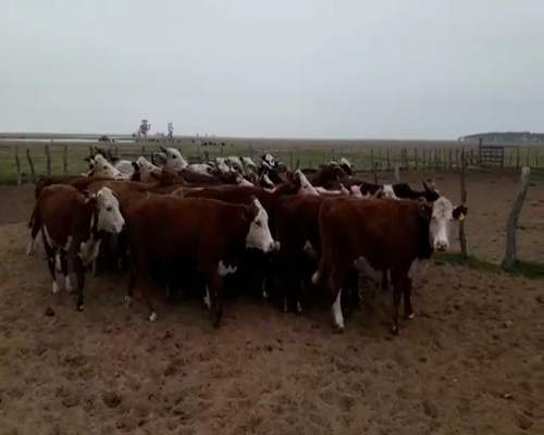 Lote 40 Vaquillonas en Esquina, Corrientes