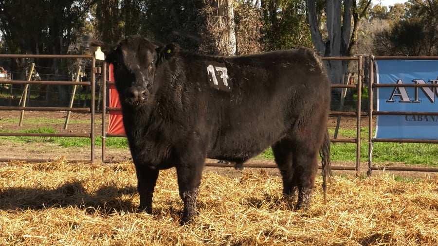 Lote TOROS ANGUS NEGROS PC