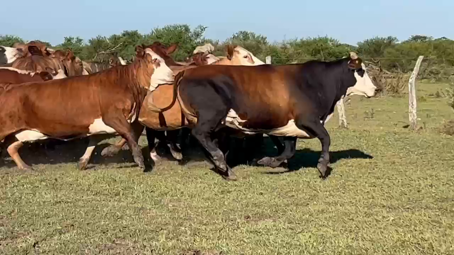 Lote 17 Vacas nuevas C/ gtia de preñez