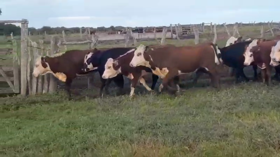 Lote 30 Terneros/as en Sauce de Luna, Entre Ríos