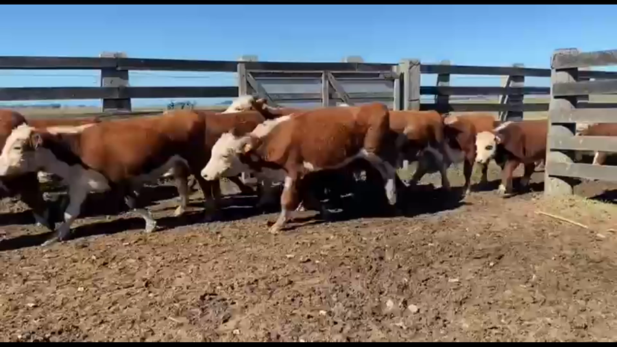 Lote Beatriz y Marta Vasquez - Jaso y Jaso