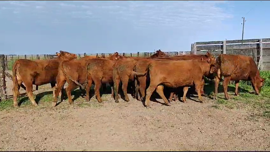 Lote 15 Vaquillonas preñadas en Monte, Buenos Aires