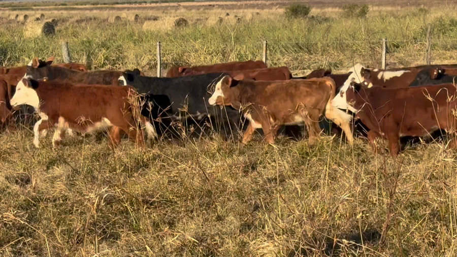 Lote 150 Terneros/as